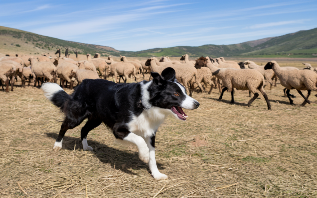 Chien de berger noir et blanc avec un pelage dense et brillant, en extérieur, montrant une expression vive et intelligente. Le motif unique de ses couleurs accentue son apparence élégante et dynamique dans un environnement naturel.